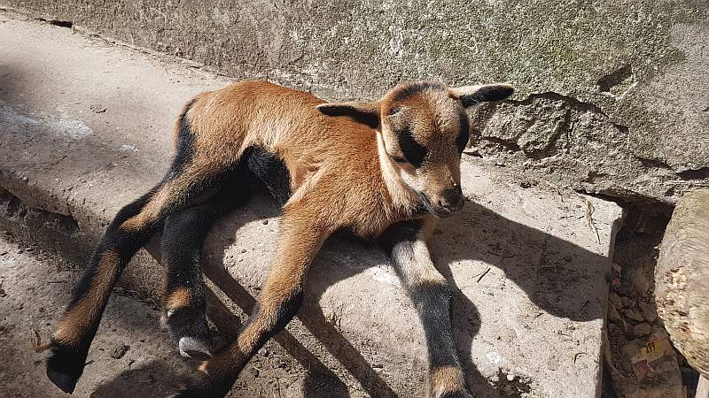 Megjelent Magyarországon a kiskérődzők pestise – Mit kell tudni a veszélyes betegségről?