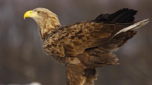 22. Országos Sasszinkron – 2025. január 17-20.