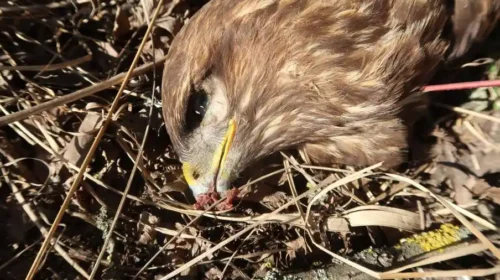 Tömeges madármérgezés Pest vármegyében: Emberre és háziállatokra is veszélyes méreg végzett védett madarakkal