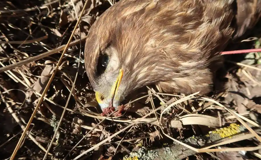 Tömeges madármérgezés Pest vármegyében: Emberre és háziállatokra is veszélyes méreg végzett védett madarakkal