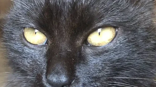 Az áradás című animációs film új fénybe helyezi a fekete macskákat