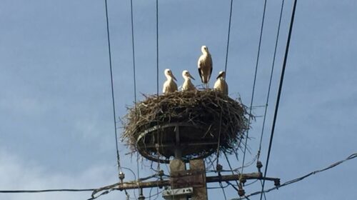 Megérkezett az első gólya Kocsérra!