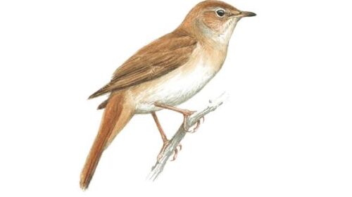 Éjszakai koncert a bokrosból – hazatértek a fülemülék