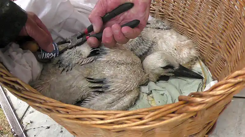 Gólyagyűrűzés Ajkán: Hat kisgólyát jelöltek meg
